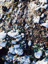 Load image into Gallery viewer, Catacombs. natural perfume. bone, incense, salt of the earth, dust. September 2024