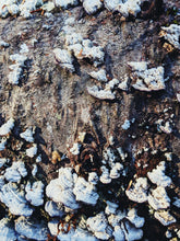 Load image into Gallery viewer, Catacombs. natural perfume. bone, incense, salt of the earth, dust. September 2024