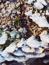 Load image into Gallery viewer, Catacombs. natural perfume. bone, incense, salt of the earth, dust. September 2024