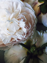 Load image into Gallery viewer, Peony Enfleurage July 2019, Central Vermont. Aged.