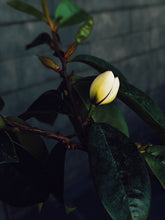 Load image into Gallery viewer, Plumeria, Banana Magnolia and Seogwang Tea Enfleurage.