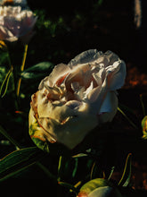Load image into Gallery viewer, Peony Enfleurage July 2019, Central Vermont. Aged.