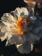 Load image into Gallery viewer, Peony Enfleurage July 2019, Central Vermont. Aged.
