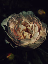 Load image into Gallery viewer, Peony Enfleurage July 2019, Central Vermont. Aged.