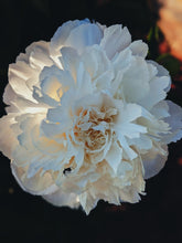 Load image into Gallery viewer, Peony Enfleurage July 2019, Central Vermont. Aged.