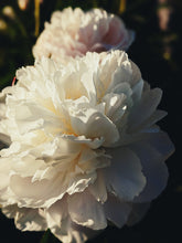 Load image into Gallery viewer, Peony Enfleurage July 2019, Central Vermont. Aged.