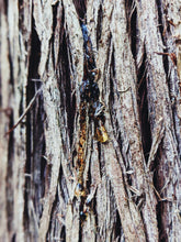 Load image into Gallery viewer, Taurus Moon ♉︎ natural perfume. warm spicy, woodsy, animalic, musk. May 2023