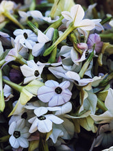Load image into Gallery viewer, Virgo and the Green Cipher ♍︎ enfleurage perfume. nicotiana alata flower enfleurage. jasmine tobacco flower. fragrant screwpine. wool and wild moss base, herbs. August 2021