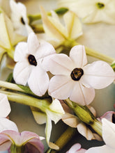 Load image into Gallery viewer, Virgo and the Green Cipher ♍︎ enfleurage perfume. nicotiana alata flower enfleurage. jasmine tobacco flower. fragrant screwpine. wool and wild moss base, herbs. August 2021