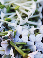 Load image into Gallery viewer, Virgo and the Green Cipher ♍︎ enfleurage perfume. nicotiana alata flower enfleurage. jasmine tobacco flower. fragrant screwpine. wool and wild moss base, herbs. August 2021