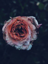 Load image into Gallery viewer, Vanilla Ocean. natural perfume. refreshing briny floral vanilla. ambergris, neroli, rose, clove. July 2024