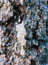 Load image into Gallery viewer, Red Riding Hood. natural perfume. fir jam and rosy oud. January 2023