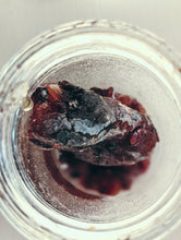 Load image into Gallery viewer, Wild Black Spruce Soliflore. Natural perfume from wild stands of Picea mariana in Vermont's taiga. August 2024