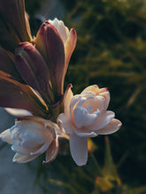 Load image into Gallery viewer, Queen of Mars. enfleurage perfume. fur bikini, musky white flower surf at the blue hour. July 2021