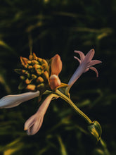 Load image into Gallery viewer, Toucan. natural perfume. tuberose, saffron, sandalwood, ginger, kaffir lime, cardamom. August 2024