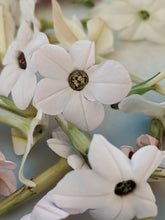 Load image into Gallery viewer, Virgo and the Green Cipher ♍︎ enfleurage perfume. nicotiana alata flower enfleurage. jasmine tobacco flower. fragrant screwpine. wool and wild moss base, herbs. August 2021