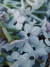 Load image into Gallery viewer, Virgo and the Green Cipher ♍︎ enfleurage perfume. nicotiana alata flower enfleurage. jasmine tobacco flower. fragrant screwpine. wool and wild moss base, herbs. August 2021