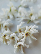 Load image into Gallery viewer, Scorpio ♏︎ enfleurage perfume. star jasmine enfleurage, civet, oak, cognac, clove. October 2023