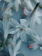 Load image into Gallery viewer, Queen of Mars. enfleurage perfume. fur bikini, musky white flower surf at the blue hour. July 2021
