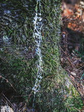 Load image into Gallery viewer, Snow Leopard. natural perfume. aromatic winter. stirring and intoxicating. December 2022