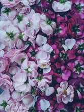 Load image into Gallery viewer, Peach Iris. enfleurage perfume. orris root, peach, rose, apricot, osmanthus, stephanotis. October 2023