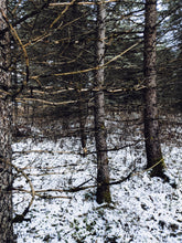 Load image into Gallery viewer, Wild Black Spruce Soliflore. Natural perfume from wild stands of Picea mariana in Vermont's taiga. August 2024