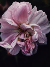 Load image into Gallery viewer, Everlasting. natural perfume. helichrysum and rose romance. moss, clary sage, palo santo. March 2023