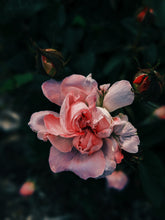 Load image into Gallery viewer, Peach Iris. enfleurage perfume. orris root, peach, rose, apricot, osmanthus, stephanotis. October 2023