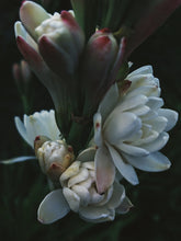 Load image into Gallery viewer, Sea Witch. natural perfume. white tropics, tuberose, coconut-amber-orange. July 2023