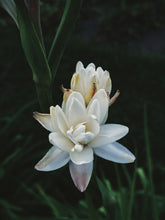 Load image into Gallery viewer, Sea Witch. natural perfume. white tropics, tuberose, coconut-amber-orange. July 2023