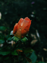 Load image into Gallery viewer, Peach Iris. enfleurage perfume. orris root, peach, rose, apricot, osmanthus, stephanotis. October 2023