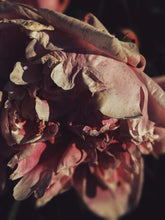 Load image into Gallery viewer, Peony and Balsam Poplar Bud Enfleurage.