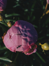 Load image into Gallery viewer, Peony and Balsam Poplar Bud Enfleurage.