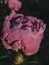 Load image into Gallery viewer, Peony and Balsam Poplar Bud Enfleurage.