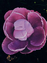 Load image into Gallery viewer, Peony and Balsam Poplar Bud Enfleurage.