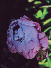 Load image into Gallery viewer, Peony and Balsam Poplar Bud Enfleurage.