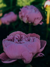 Load image into Gallery viewer, Peony and Balsam Poplar Bud Enfleurage.
