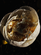 Load image into Gallery viewer, Peony and Balsam Poplar Bud Enfleurage.