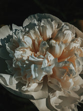 Load image into Gallery viewer, Peony and Balsam Poplar Bud Enfleurage.
