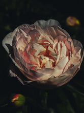 Load image into Gallery viewer, Peony and Balsam Poplar Bud Enfleurage.