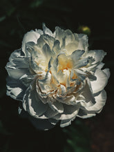 Load image into Gallery viewer, Peony and Balsam Poplar Bud Enfleurage.