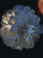Load image into Gallery viewer, Peony and Balsam Poplar Bud Enfleurage.