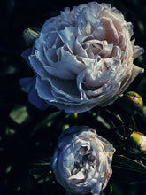 Load image into Gallery viewer, Peony and Balsam Poplar Bud Enfleurage.
