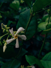 Load image into Gallery viewer, Scorpio ♏︎ enfleurage perfume. star jasmine enfleurage, civet, oak, cognac, clove. October 2023