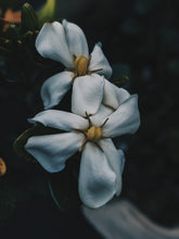 Load image into Gallery viewer, Queen of Mars. enfleurage perfume. fur bikini, musky white flower surf at the blue hour. July 2021