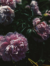 Load image into Gallery viewer, Peony and Balsam Poplar Bud Enfleurage.