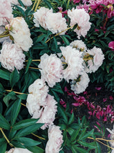 Load image into Gallery viewer, Peony and Balsam Poplar Bud Enfleurage.