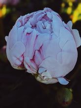 Load image into Gallery viewer, Peony and Balsam Poplar Bud Enfleurage.