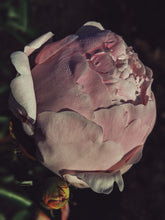 Load image into Gallery viewer, Peony and Balsam Poplar Bud Enfleurage.