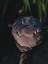 Load image into Gallery viewer, Peony and Balsam Poplar Bud Enfleurage.
